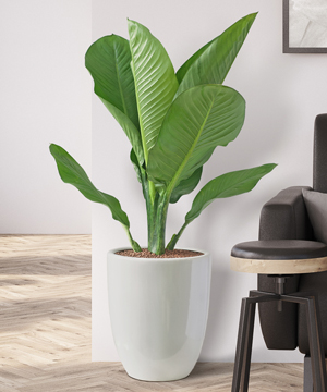 Cây Đại Phú Gia